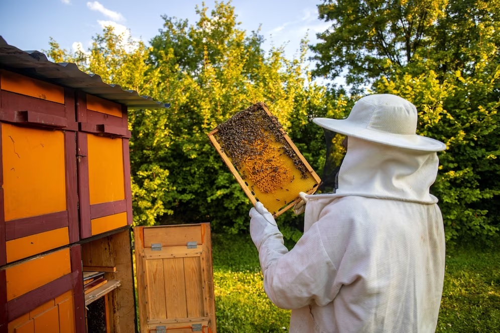Bando Regione Veneto settore apicoltura
